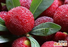 拉肚子可以吃杨梅吗 怎么吃杨梅可以治拉肚子