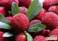 杨梅吃不完怎么保存 7种保存杨梅的方法