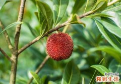 杨梅一天吃多少合适 杨梅吃多了居然会这样