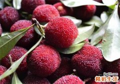 杨梅如何挑选好坏 杨梅买回去后怎么处理