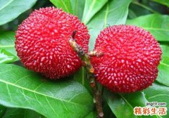杨梅怎么洗干净 杨梅虫能吃吗
