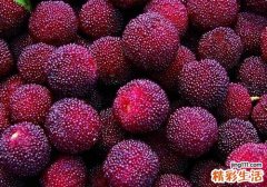 吃杨梅会流产吗 怀孕能吃杨梅吗