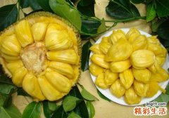 经期可以吃菠萝蜜吗 菠萝蜜吃了会过敏吗