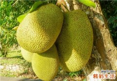 菠萝蜜的热量高吗 菠萝蜜与哪些食物相克