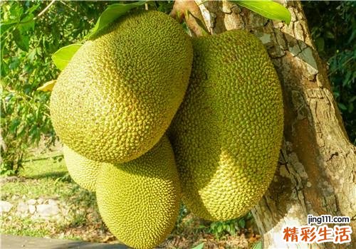 菠萝蜜的热量高吗 菠萝蜜与哪些食物相克