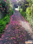 双胫对称发生梅核大小疼痛性结节的原因_双胫对称发生梅核大小疼痛性结节是怎么引起的