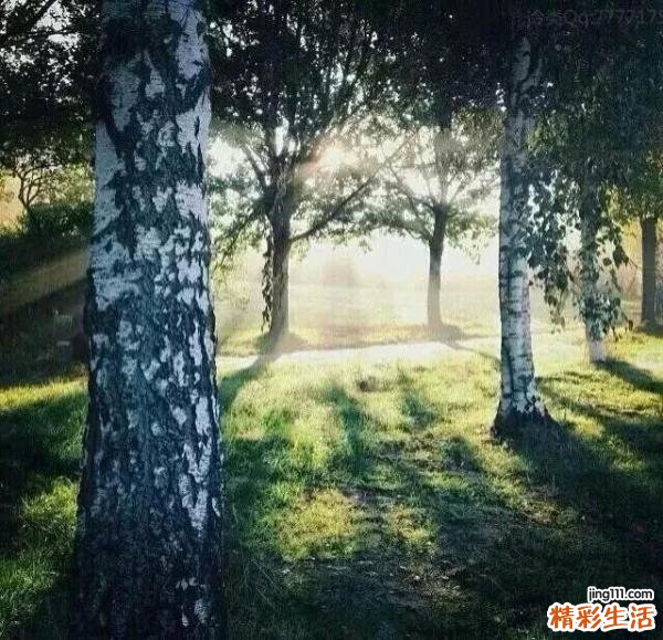 眼睑疮疡，覆杯 眼睑炭疽