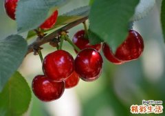孕妇可以吃樱桃吗 孕妇吃樱桃有什么好处