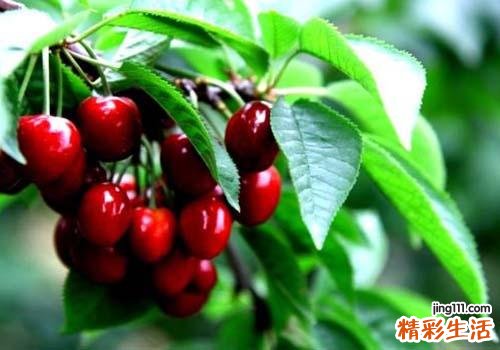 樱桃搭配什么吃 樱桃不能和什么一起吃