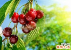 樱桃里面的虫子是蛆吗 樱桃里面的虫子可以吃吗