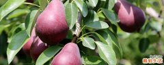 红啤梨产地中国哪里 红色的梨叫什么名字