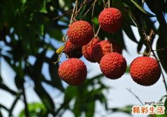 荔枝和木瓜可以一起吃吗 荔枝和木瓜居然还可以这样吃