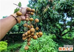 吃龙眼会胖吗 龙眼为什么又叫桂圆
