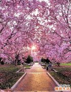 枕叶受损是怎么回事？