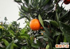 草莓弄到衣服上怎么洗 如何去掉衣服上橙子汁