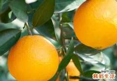 吃橙子上火吗 吃橙子有什么好处