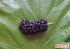 桑葚干吃了长胖吗 吃桑葚干有什么好处