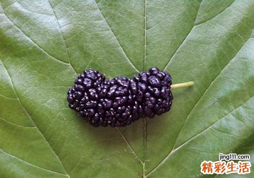 桑葚干吃了长胖吗 吃桑葚干有什么好处
