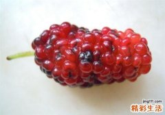 桑葚放到冷冻还是冷藏 冷冻可以吃吗