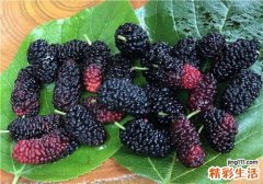 桑葚吃多了会拉肚子吗 吃桑葚吃多了拉肚子怎么办