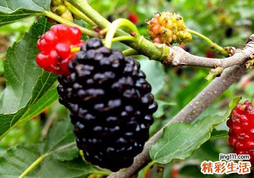 桑葚吃多了会中毒吗 什么人不适合吃桑葚