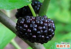 吃了桑葚第二天呕吐怎么回事 吃桑葚第二天呕吐怎么办