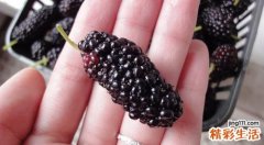 吃了桑葚大便黑色吗 吃了桑葚大便黑色怎么办