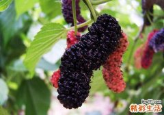 孕妇能吃桑葚酸奶吗 孕妇吃桑葚酸奶有什么好处