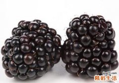 桑葚什么季节成熟 如何挑选优质的桑葚