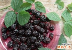 桑葚宝宝可以吃吗 宝宝吃桑葚要注意什么