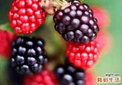 桑葚哺乳期可以吃吗 孕妇吃桑葚有什么好处