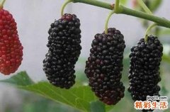 桑椹子的功效与作用