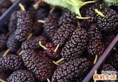 桑葚可以和枸杞一起泡水喝吗 桑葚枸杞泡水喝的功效