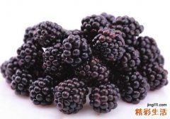 桑葚可以直接吃吗 桑葚直接吃可以吃多少