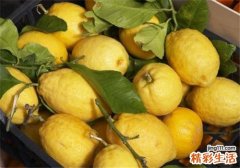买柠檬怎么挑 柠檬买大的还是小的