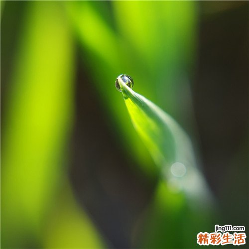 2 金鱼