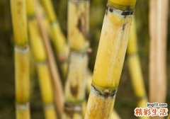 甘蔗吃多了好不好 甘蔗吃多了有什么坏处