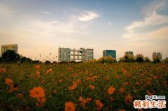 腊八粥里有什么作用