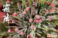 一般霜降是多少度 2023年霜降冷不冷