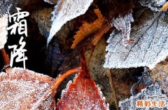 2023年霜降节气的饮食禁忌 霜降节气吃什么最好