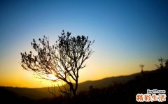 做烧百合放什么调料