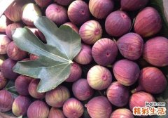 无花果为什么能过敏 蛋白酶、活性成分和有机酸