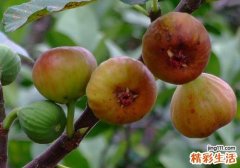 无花果一次吃多少合适 无花果吃多了居然会这样