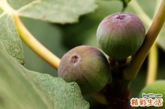 无花果去胎毒吗 怎么吃去胎毒最好