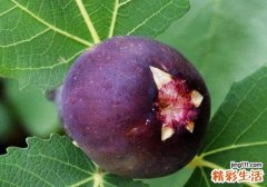 吃了无花果嘴唇烂了 怎么吃无花果不容易烂嘴唇