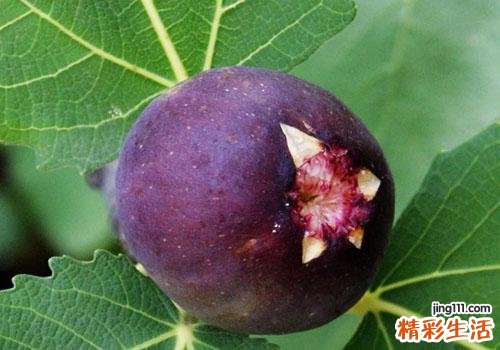 吃了无花果嘴唇烂了 怎么吃无花果不容易烂嘴唇