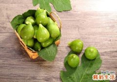 无花果叶治痔疮方法 无花果治痔疮偏方大全