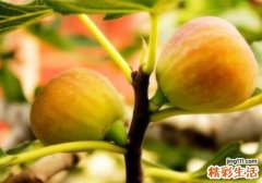 无花果的营养价值