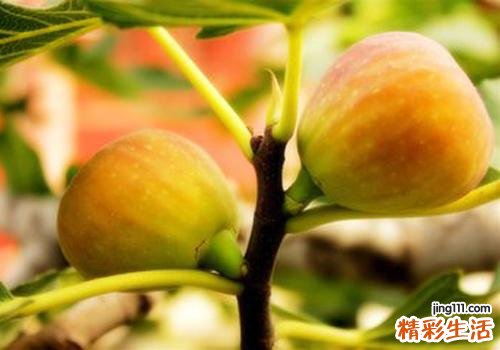 无花果的营养价值
