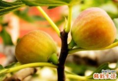 无花果的功效 无花果的神奇功效
